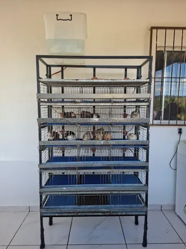 Gaiola para codornas + chocadeira