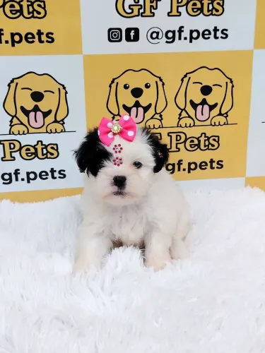 Shihtzu fêmea disponível 