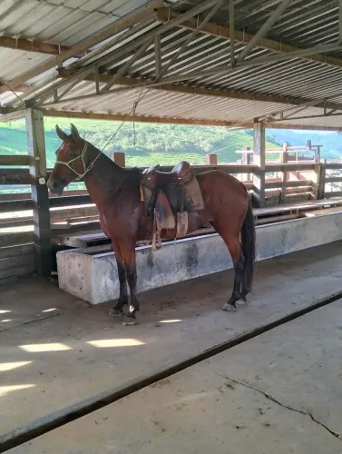 Égua mangalarga macha picada
