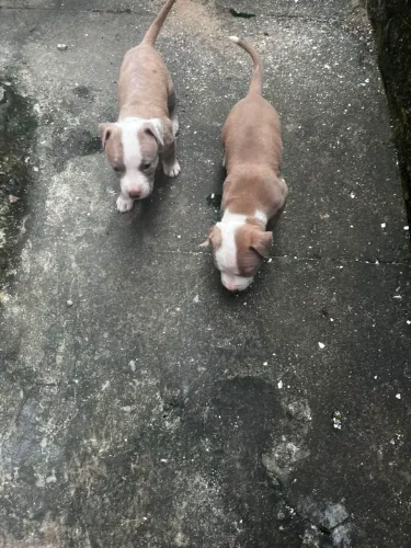 Filhotes de Pitbull aceito cartão divido ate 3X