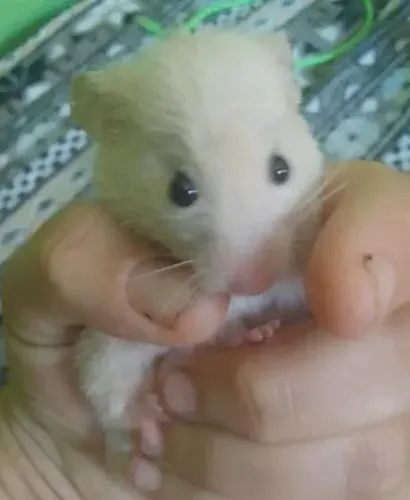 Lulu