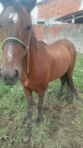 Égua