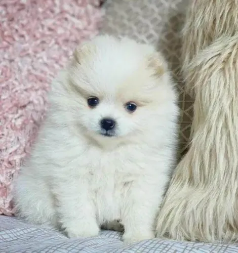 Filhote Spitz Alemão, Quem precisa de terapia quando se tem um cachorro?