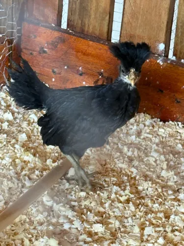 Vendo franguinho de polonesa