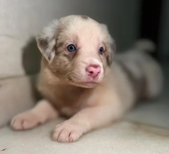 Border collie com pedigree CBKC - filhote puro