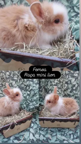 Coelho mini lion(NAO RESPONDO CHAT NAO MANDE MENSAGENS)