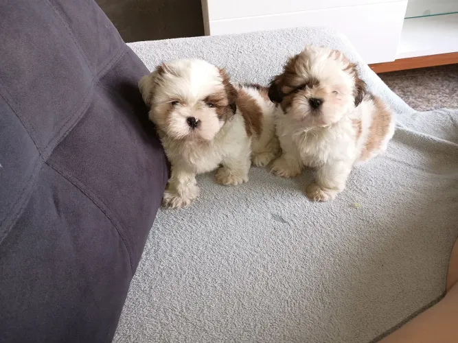 Mini shitzu 
