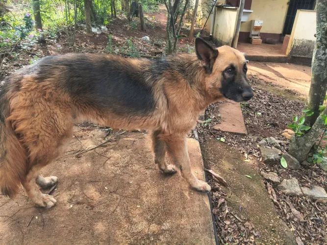Casal de Pastor Alemão, Fêmea 1 ano, Macho 8 meses
