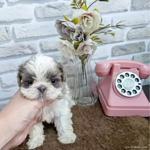 Filhotinhos de apartamento Shih Tzu/ Shitzu calmos macho e fêmea com pedigree São Paulo