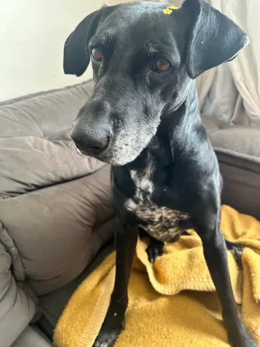Doa se cachorro fêmea castrada vacinada