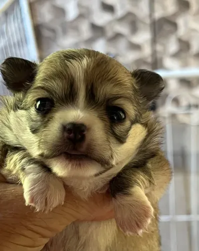 Vendo filhotes de chihuahua
