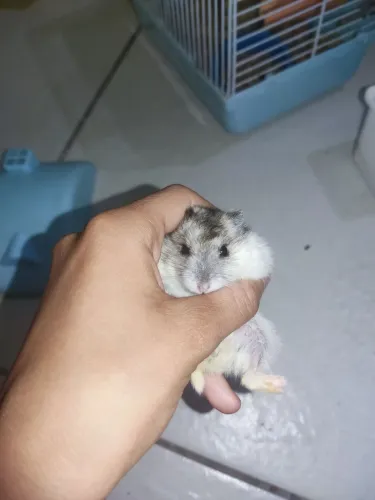 VENDO HAMSTER ?