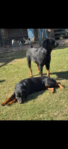 Rottweiler