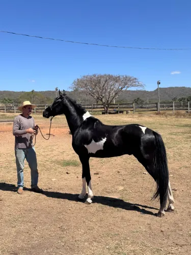 Mangalarga marchador pampa de preto