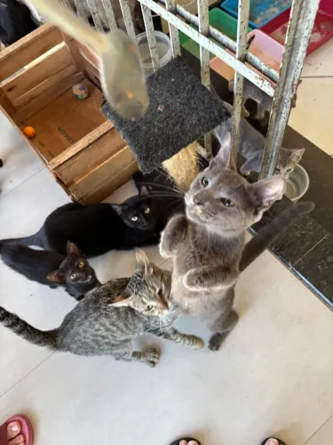 Gata cinza