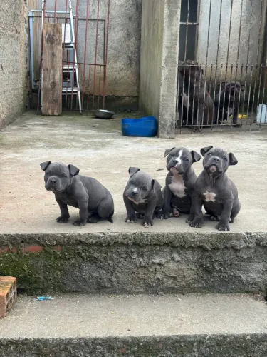 American Bully blue s/pedigree