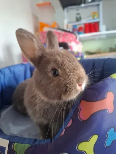 Mini coelho Netherland