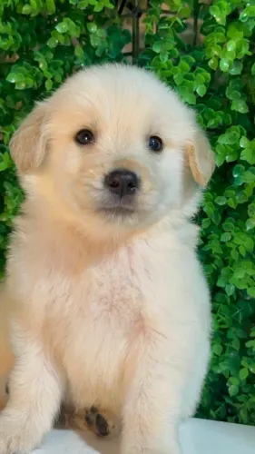 golden retriever disponivel