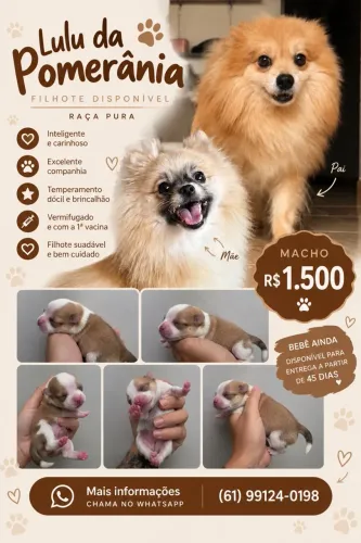 Vende-se filhote de Lulu da pomerania