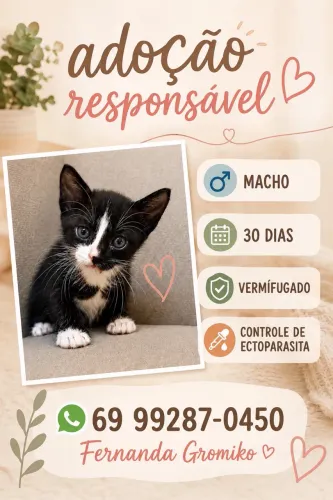 Gato