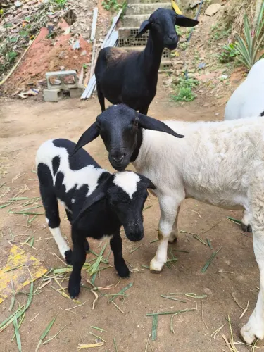 Ovelhas