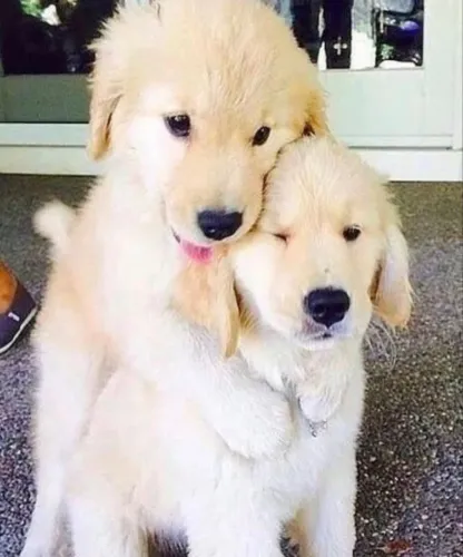 Golden Retriever Um pedacinho de felicidade com patas e muito charme