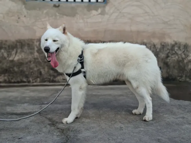 Husky Siberiano macho disponível para cruzar