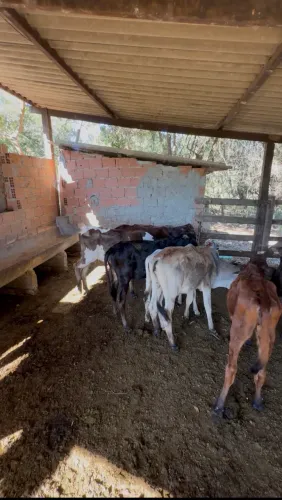 Bezerros , Vacas , Novilhas 