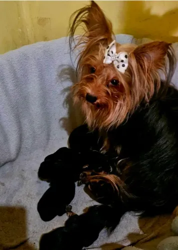 Yorkshire Terrier fêmea e machinhos mini com uma semana disponível para reserva (pedigree)