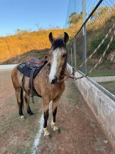 Cavalo + sela 