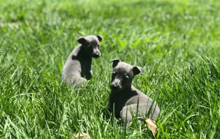 Galgo Italiano ?  Pequeno e carinhoso! 