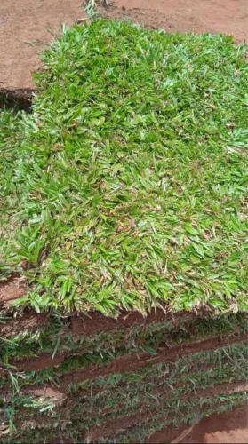 Gramas atacado e varejo 