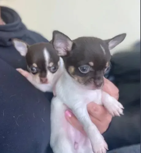 Chihuahua mini macho na cor White e black está a venda!!