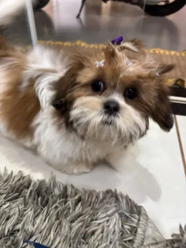 Vendo filhote fêmea shitszu 