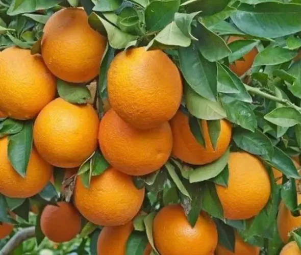 Sua Laranjeira Começa Aqui - Muda Enxertada da Laranja Pera!