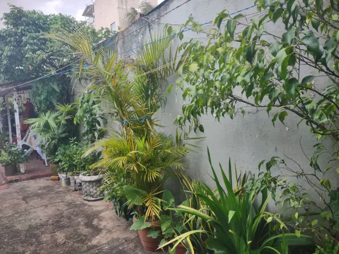 Vários tipos de plantas para jardim.a partir de 15 reais.