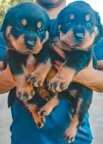 Rottweiler Forte e Protetor - Vacinas - Contrato - Loja Física - Parcelamento 12x