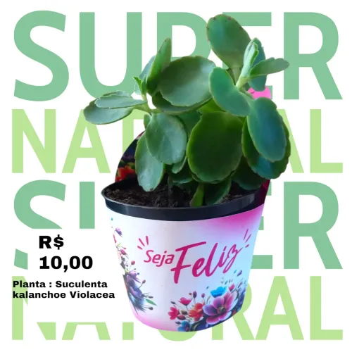 presentei Quem Você Ama - Suculenta Kalanchoe Violacea - R$ 10,00