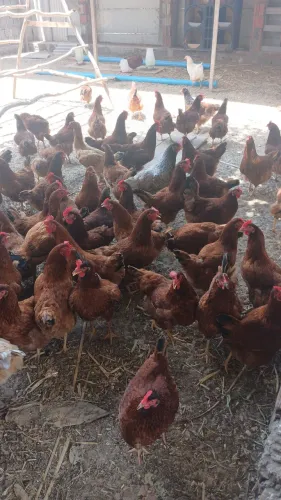 Vende-se galinhas embrapa 051 com 5 meses e meio