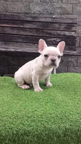 Bulldog tremendos bebezoes 