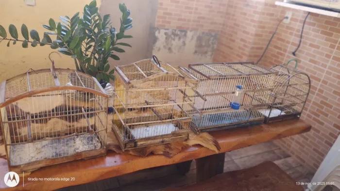 Gaiolas para passarinhos