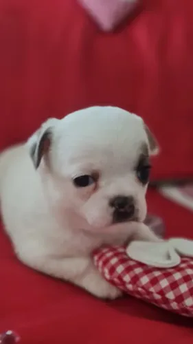 Chihuahua Pequeno, exclusivo e microchipado - Filhotes disponíveis!