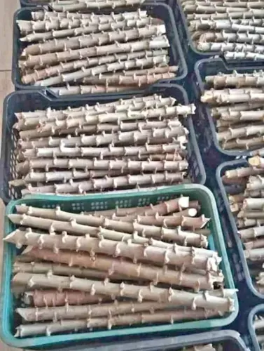 Rama de Mandioca - Castelinha