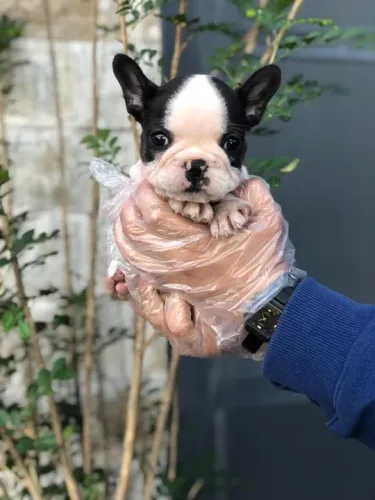 Machos e fêmeas de Bulldog frances disponíveis - Somos Loja/ canil próprio - Contate