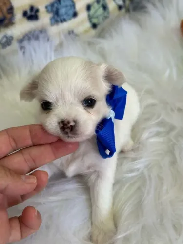 Chihuahua Micro Preto Macho - Compacto e Sempre Atento! 
