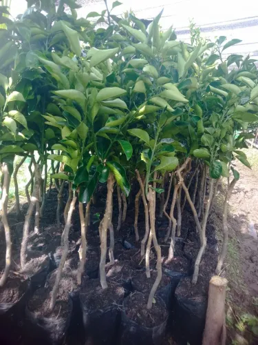 Mudas de Laranjeira Produzindo - Qualidade Garantida