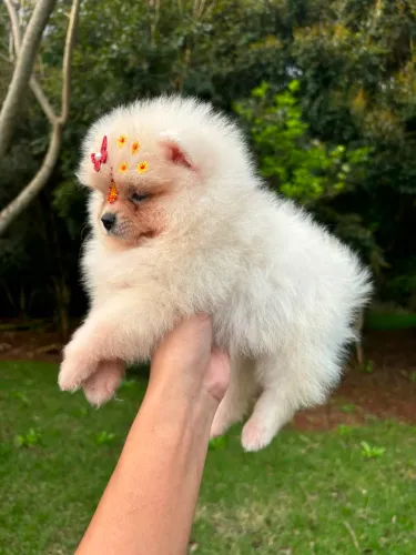 Lulu pomerania sptiz alemão