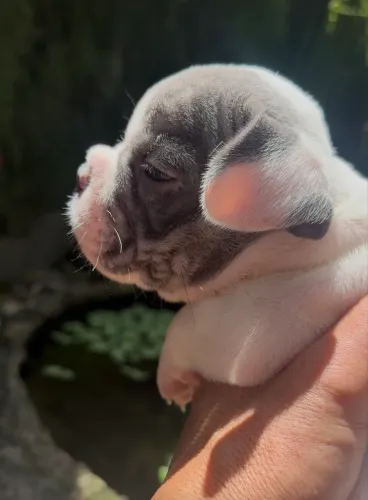 Filhotes de Ameican bully micros e nano.