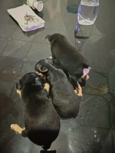 Três pinschers 0 mini