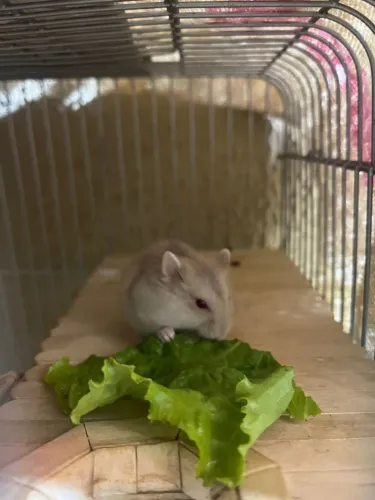 Hamster anão russo
